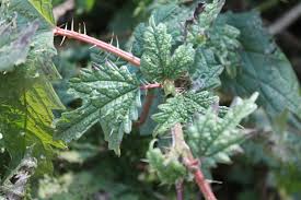 गौमुखि गाउँपालिका क्षेत्रमा अल्लो संकलन गर्न रोक